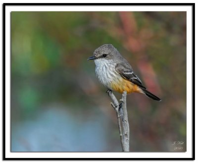 Vermilion Flycatcher