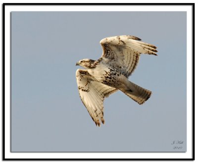 Kriders-Red Tailed Hawk
