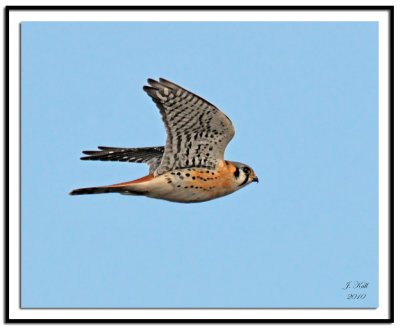 American Kestrel