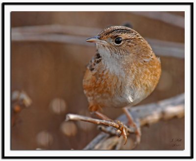 Sedge Wren