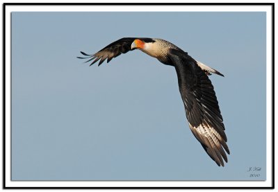 Crested Caracara