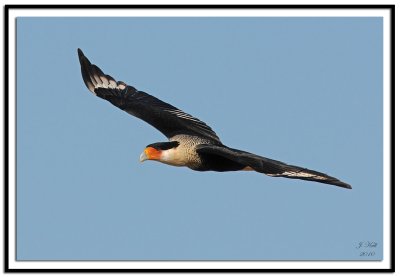 Crested Caracara