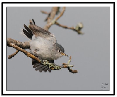 Blue-Gray Gnatcatcher