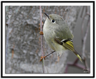 Ruby-Crowned Kinglet