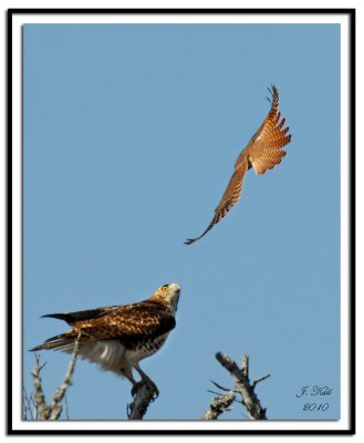 Red-Tailed Hawk & American Kestrel
