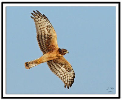 Northern Harrier