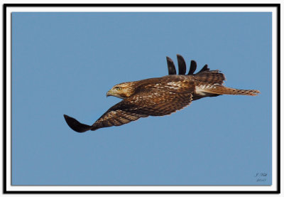 Red Tailed Hawk