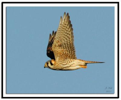 American Kestrel