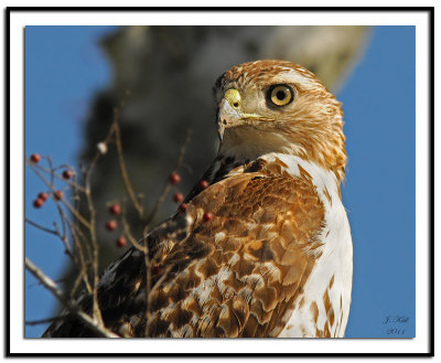 Red Tailed Hawk