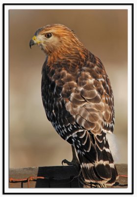 Red Shouldered Hawk