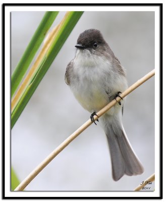 Eastern Phoebe