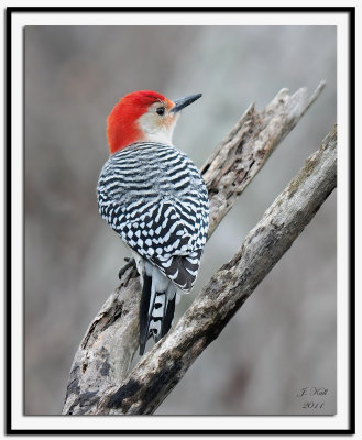 Red Bellied Woodpecker