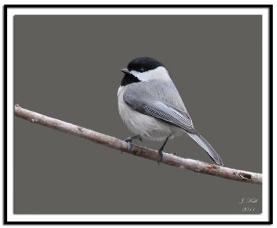 Carolina Chickadee