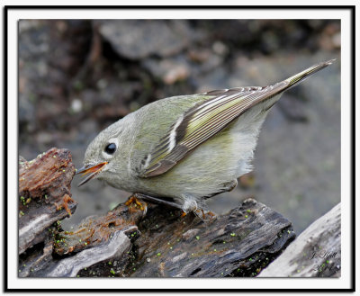 Ruby Crowned Kinglet