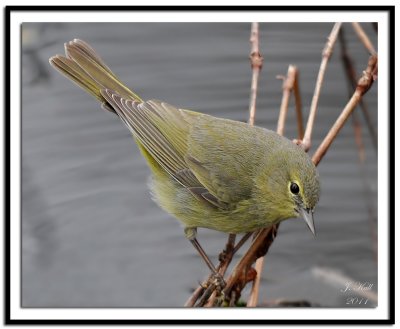 Orange Crowned Warbler