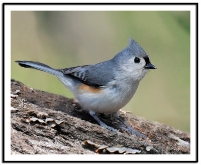 Tufted Titmouse