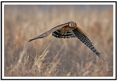 Northern Harrier