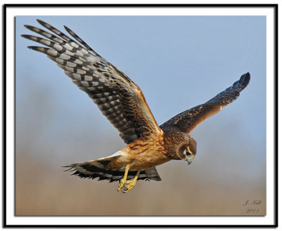 Northern Harrier