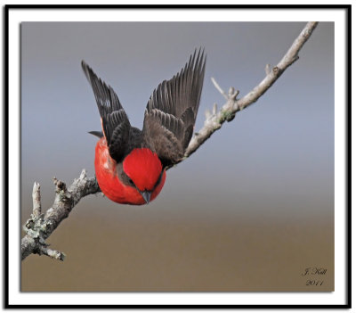 Vermilion Flycatcher