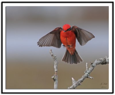 Vermilion Flycatcher