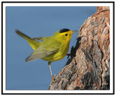 Wilsons Warbler