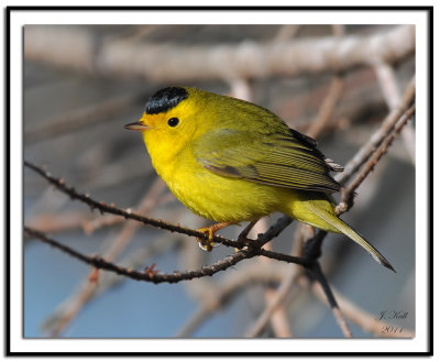 Wilsons Warbler