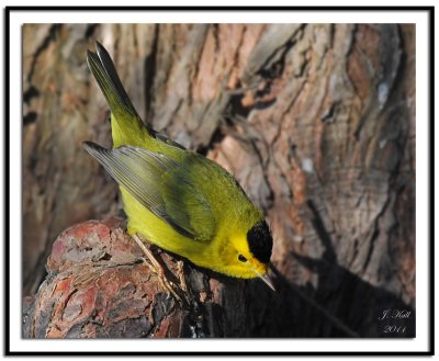 Wilsons Warbler