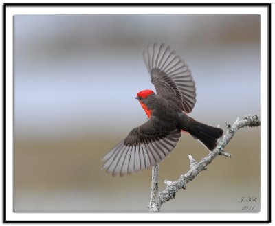 Vermilion Flycatcher