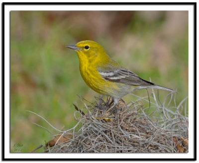 Pine Warbler