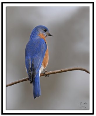 Eastern Bluebird