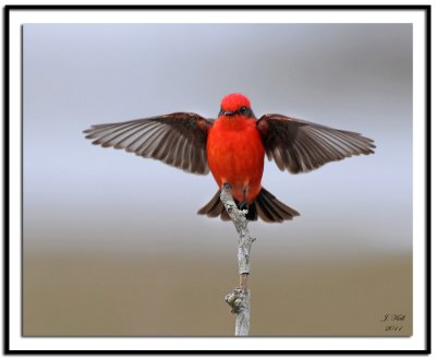 Vermilion Flycatcher