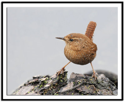 Winter Wren