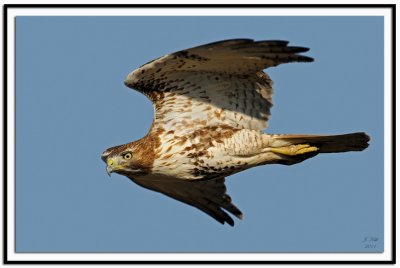 Red Tailed Hawk