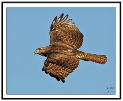 Red Tailed Hawk