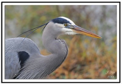 Great Blue Heron