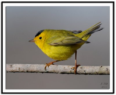 Wilsons Warbler