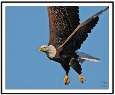 Bald Eagle