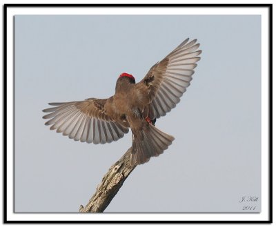 Vermilion Flycatcher