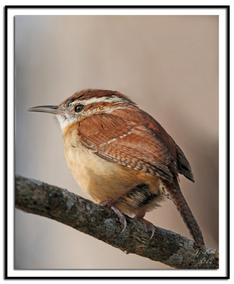 Carolina Wren