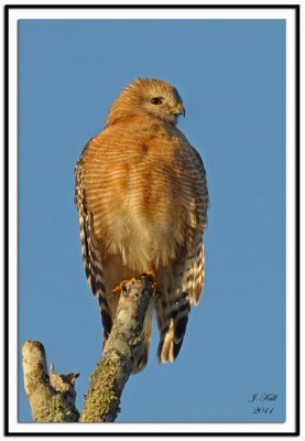 Red Shouldered Hawk