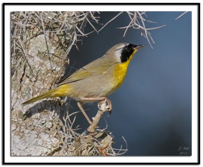 Common Yellowthroat