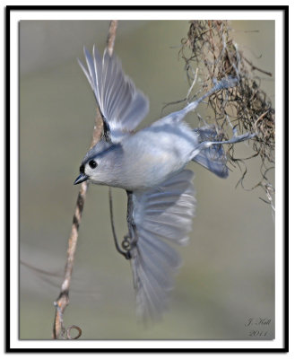 Tufted Titmouse