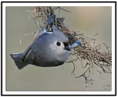 Tufted Titmouse