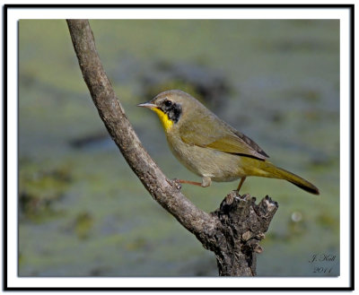 Common Yellowthroat