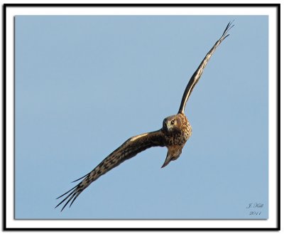 Northern Harrier