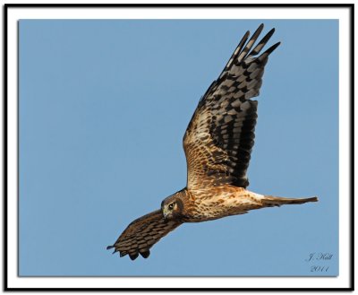 Northern Harrier