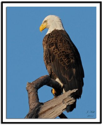 Bald Eagle