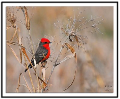 Vermilion Flycatcher