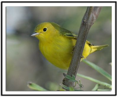 Yellow Warbler