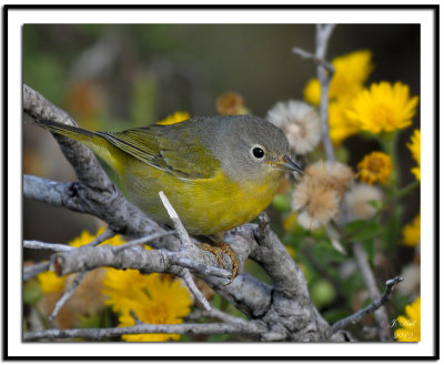 Nashville Warbler